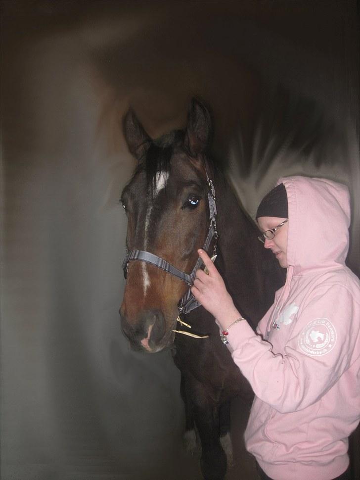 Dansk Varmblod »Gorm«  - (10) Det kun os.    *foto Marianne* billede 10