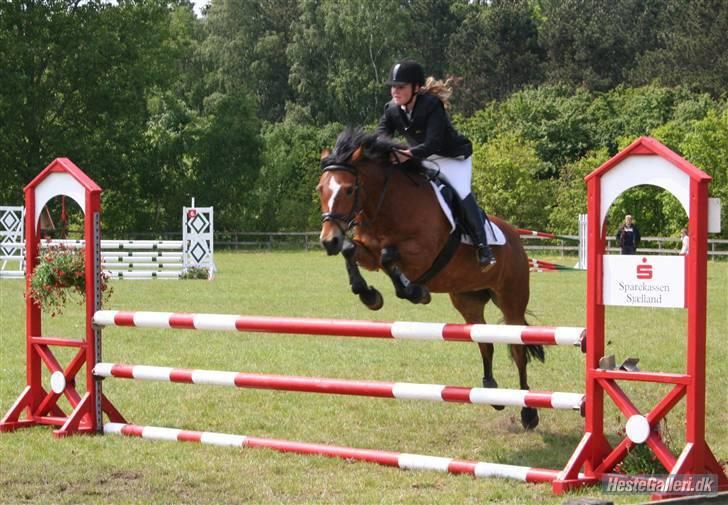 New Forest Stegstedgaards Lynette  billede 10