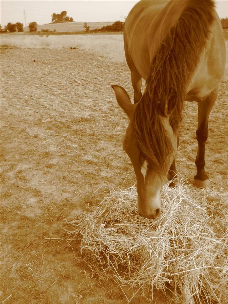 New Forest Stegstedgaards Lynette  billede 11