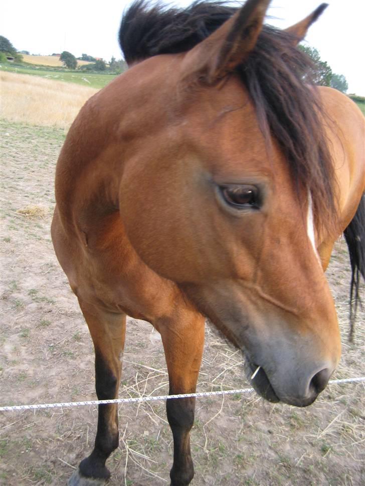 New Forest Stegstedgaards Lynette  billede 12