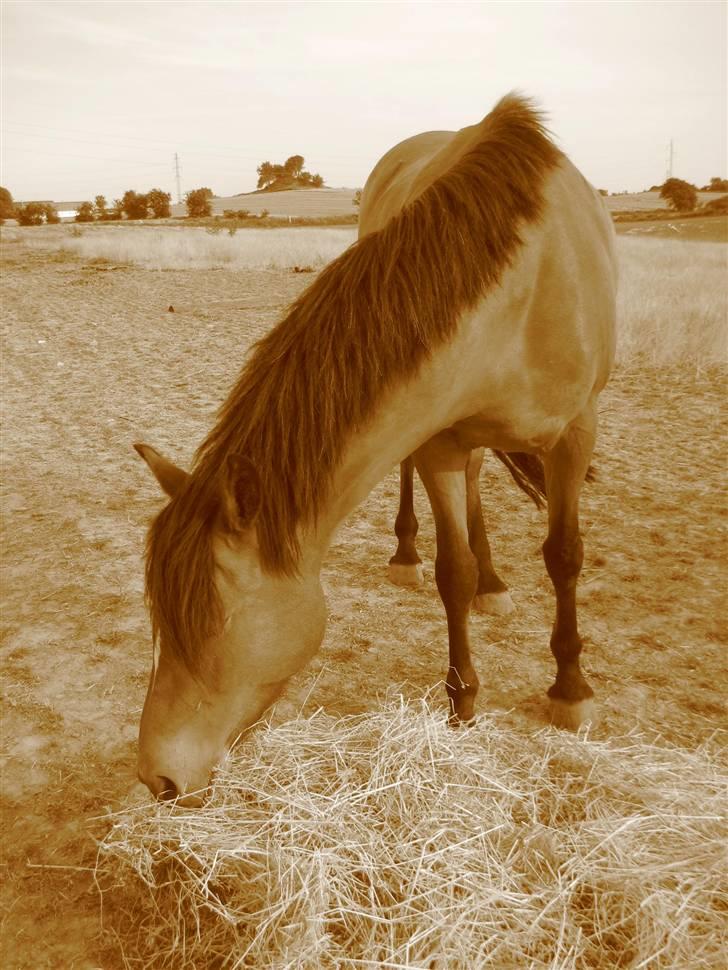 New Forest Stegstedgaards Lynette  billede 13