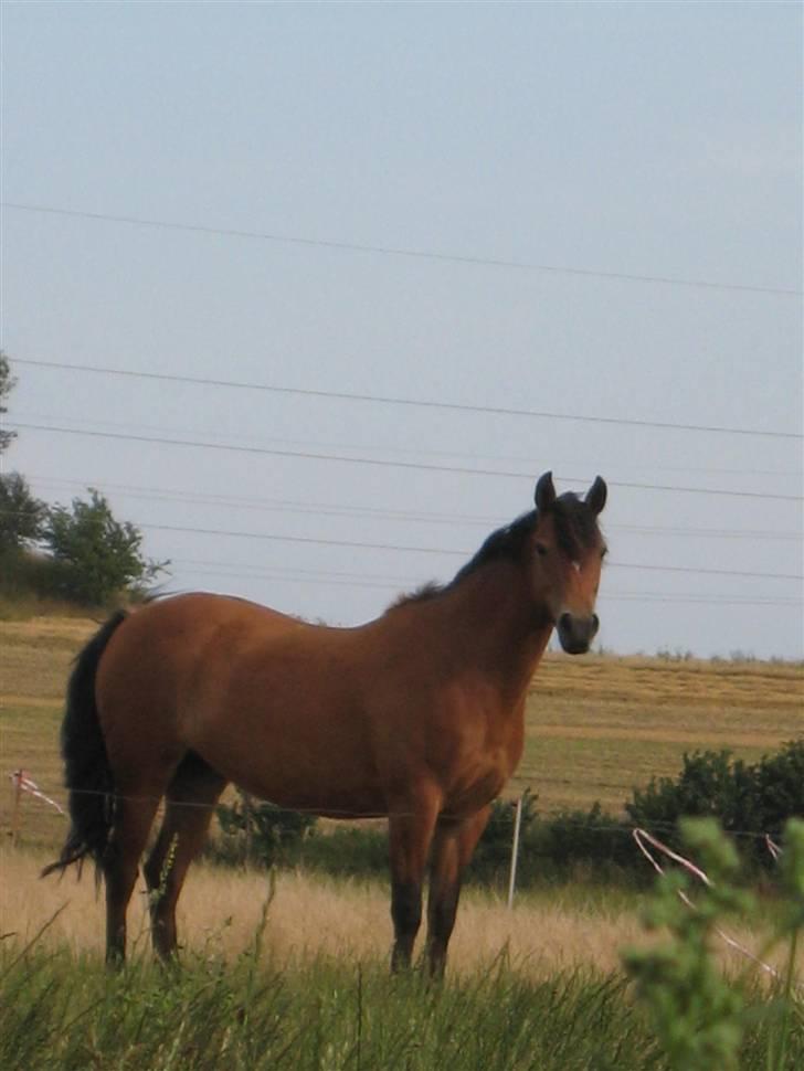 New Forest Stegstedgaards Lynette  billede 14