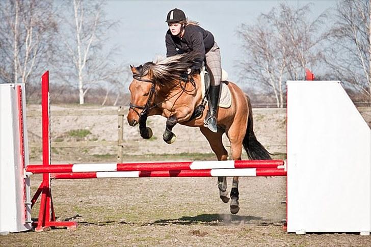 Anden særlig race Loke - - Indvigelse af de nye spring på suså - fotograf: Maria Rasch billede 7