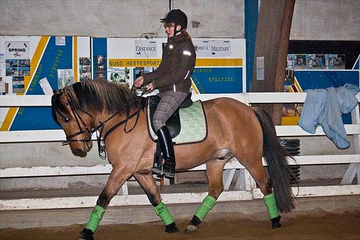 Anden særlig race Loke - - Dressur med det nyindkøbte udstyr fra Herning- Fotograf: Maria Rasch billede 8