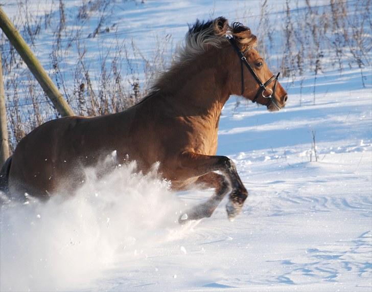 Anden særlig race Loke - - Endnu et af mine yndlingsbilleder : ) - Fotograf: Mille billede 10