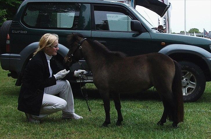 Dansk Miniature Lundevestergård Papaya Fa - 14.05.2011 Fjerritslev dyrskue billede 4