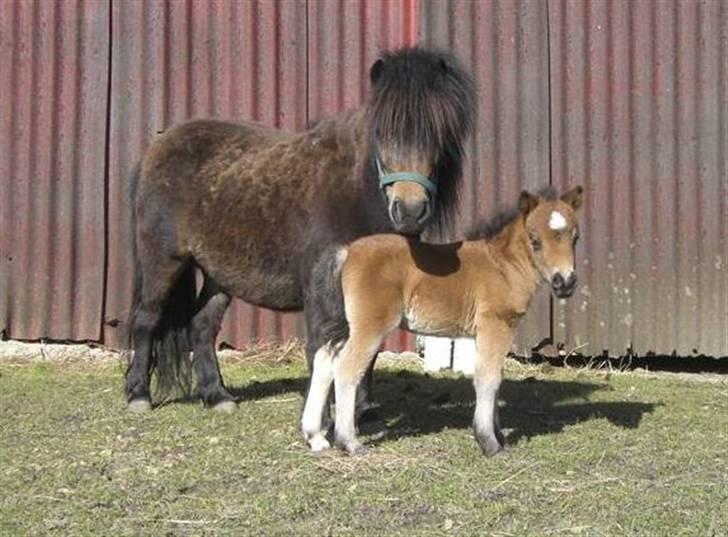 Dansk Miniature Lundevestergård Papaya Fa - sommer 2009 her ses hun sammen med hendes mor Petite billede 5