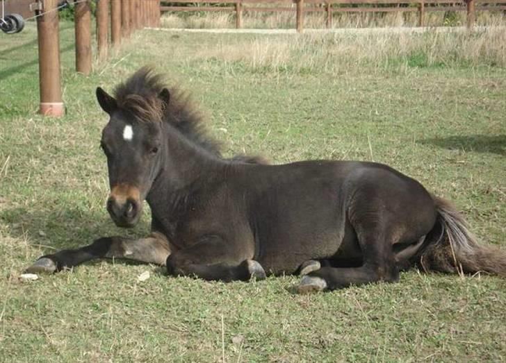 Dansk Miniature Lundevestergård Papaya Fa - Sommer 2009 billede 6
