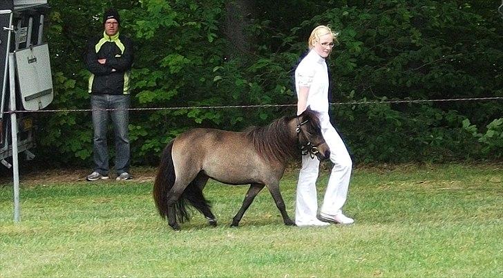 Dansk Miniature Lundevestergård Papaya Fa - 14.05.2011 Fjerritslev dyrskue hun fik 22 p billede 7