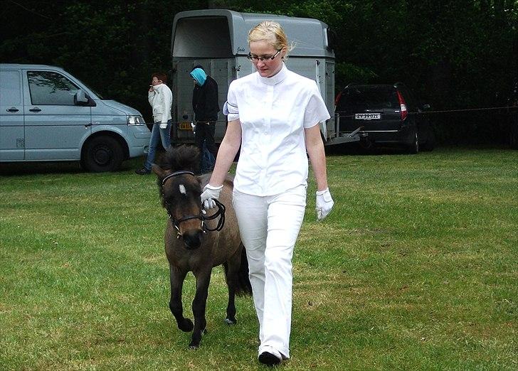 Dansk Miniature Lundevestergård Papaya Fa - 14.05.2011 Fjerritslev dyrskue tak for fremvisningen Janni billede 8
