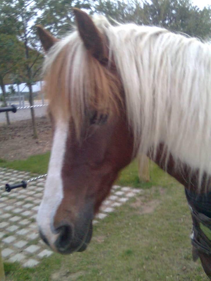 Pinto Just Jumping Oliver *Solgt - skal vi ud og ride nu billede 1