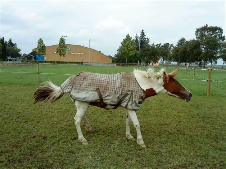 Pinto Just Jumping Oliver *Solgt - uuuuu billede 5