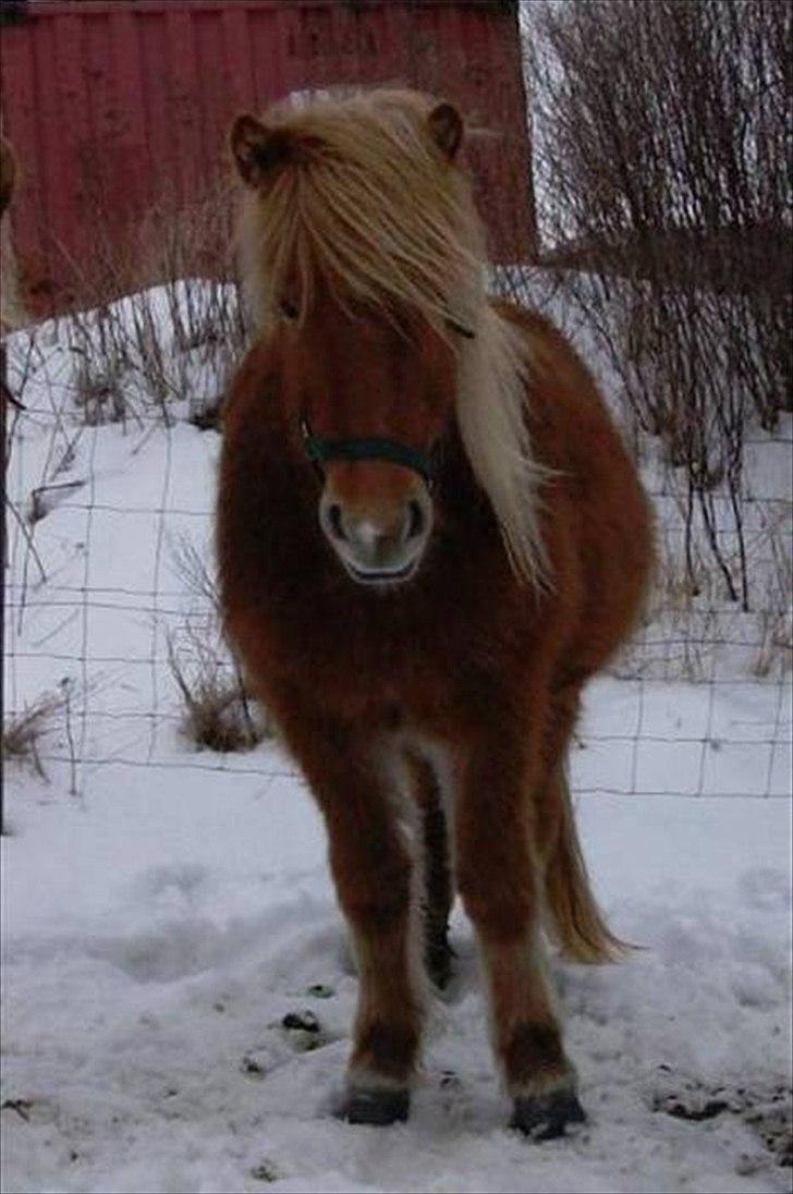 Islænder Drópa fra Freersvang billede 1