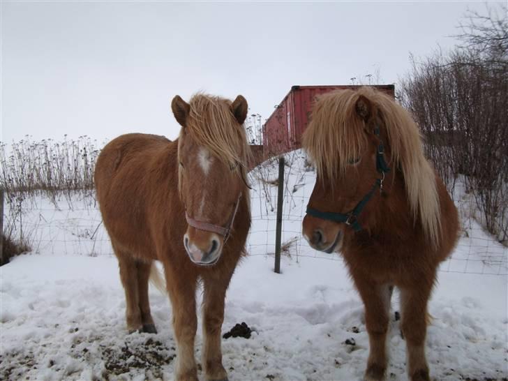 Islænder Drópa fra Freersvang billede 2
