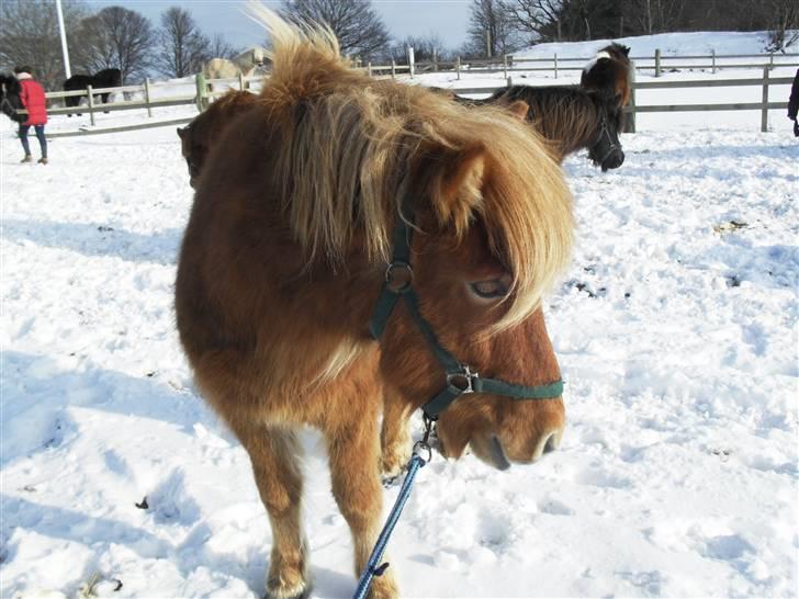 Islænder Drópa fra Freersvang billede 3