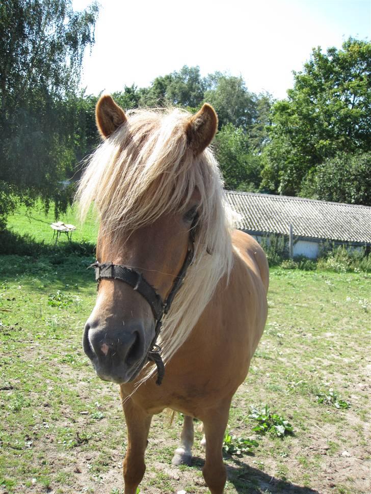 Islænder Drópa fra Freersvang billede 4