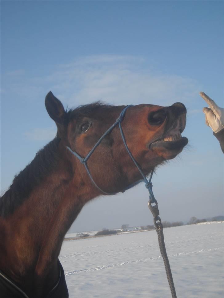 Dansk Varmblod Gamborg´s Duchess -  We always make each other smile :)<3 billede 17