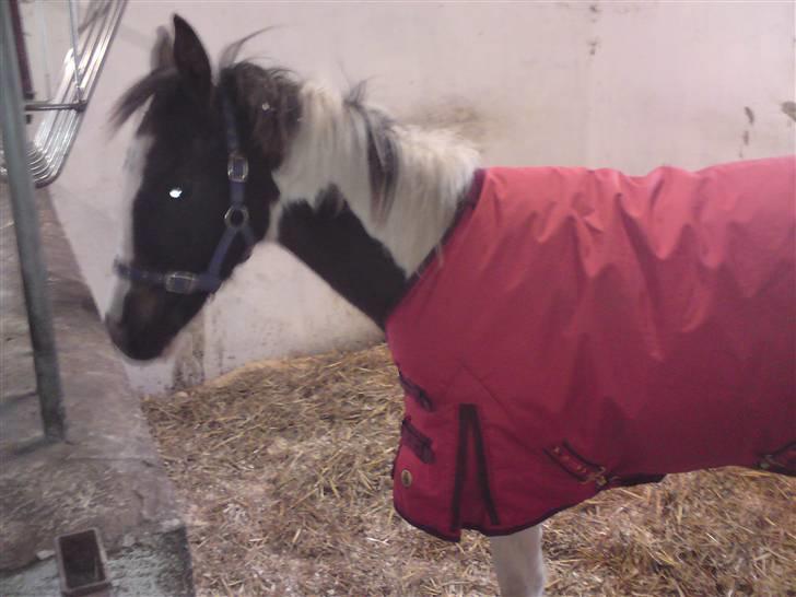 Pinto Søgaards Crelani billede 9