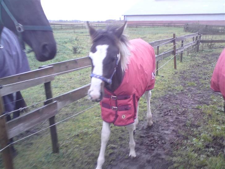 Pinto Søgaards Crelani billede 10