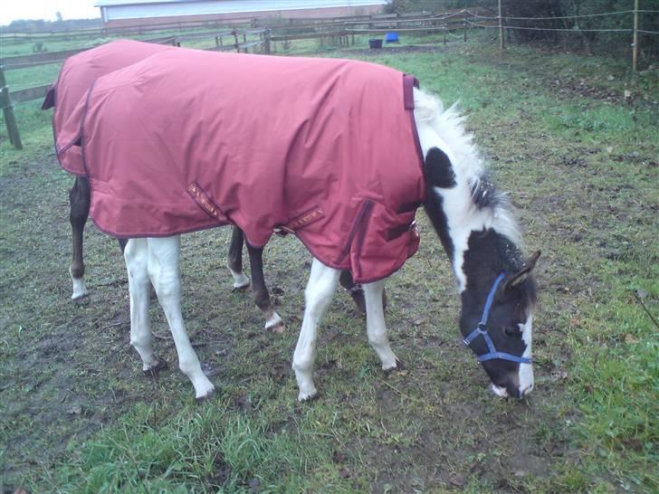 Pinto Søgaards Crelani - Rigtig fin med sit dækken på.. billede 11