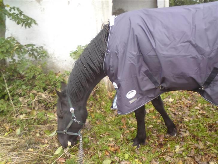 Anden særlig race Califf billede 7