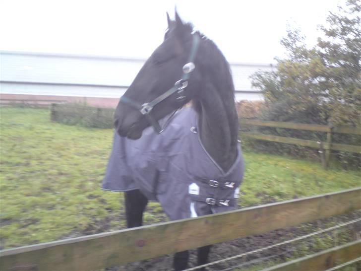 Anden særlig race Califf - Nogen påstår jeg har et stort hoved.. Ved ikk hva de mener.. ;)  billede 8