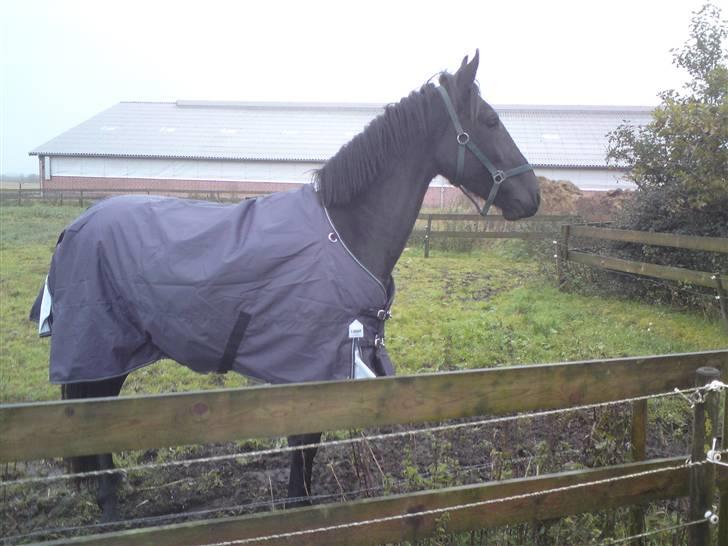 Anden særlig race Califf billede 9