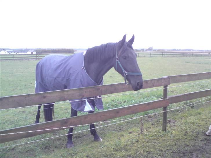 Anden særlig race Califf billede 10