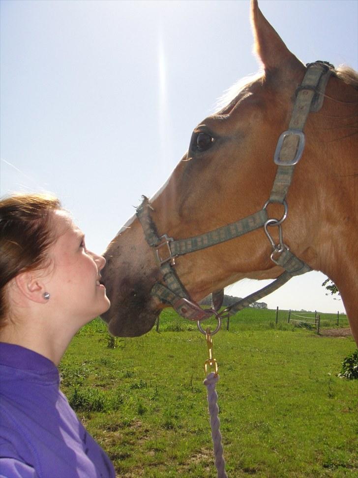 Anden særlig race Harlekin billede 4