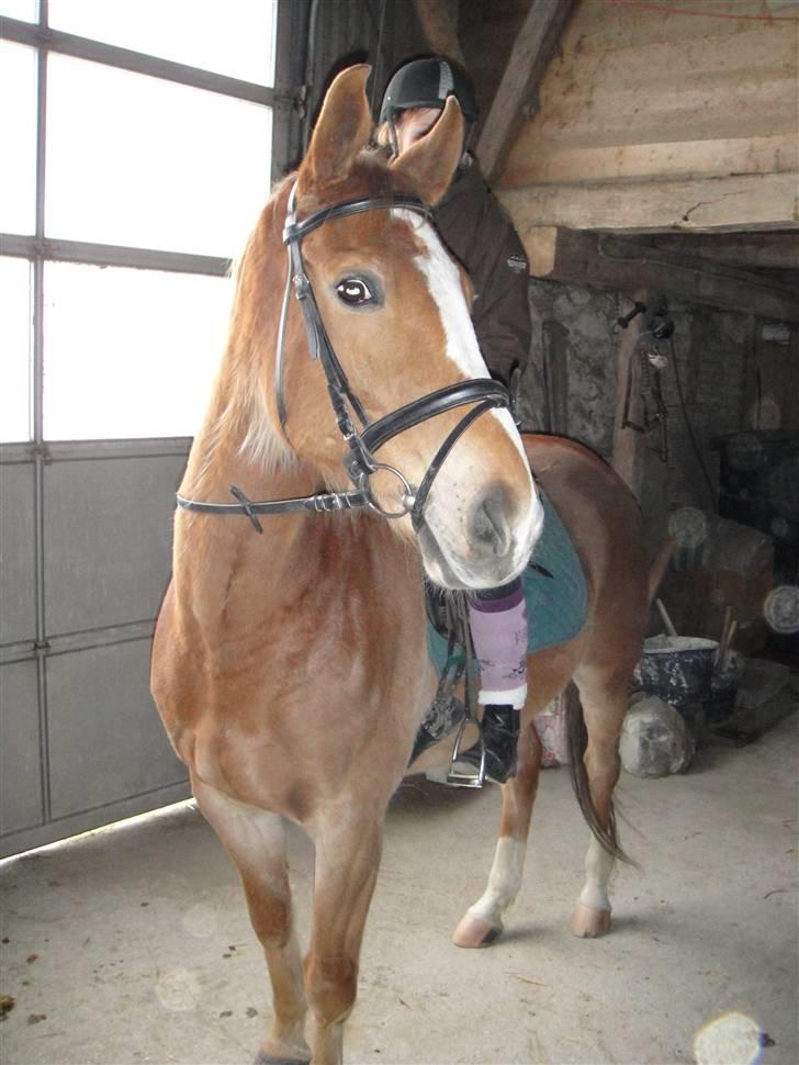Anden særlig race Harlekin billede 5