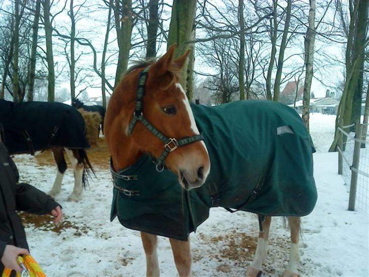 Anden særlig race Harlekin billede 6