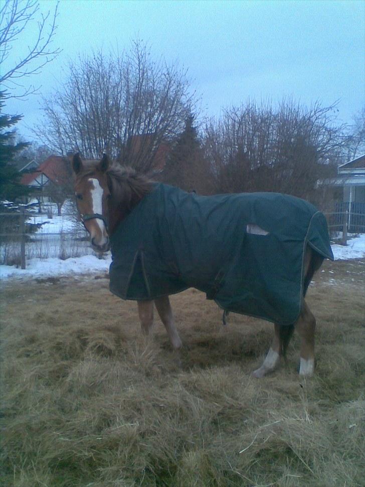 Anden særlig race Harlekin billede 7