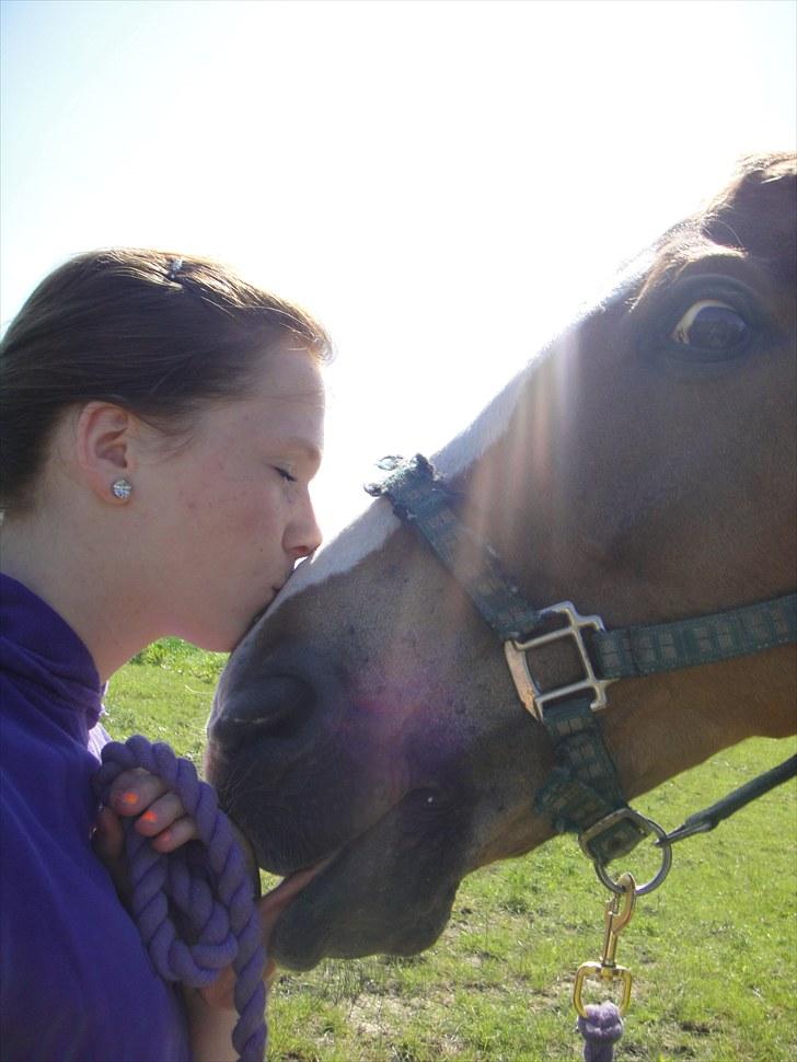 Anden særlig race Harlekin billede 8