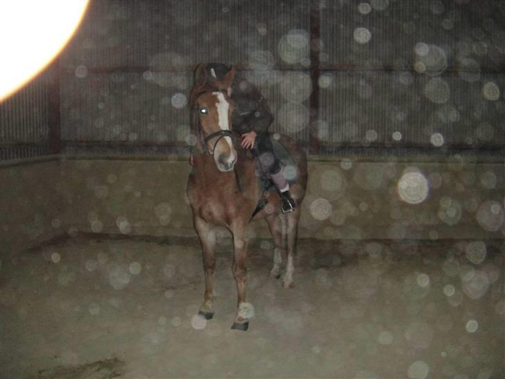 Anden særlig race Harlekin billede 9