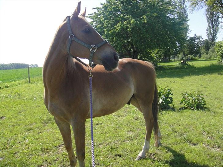 Anden særlig race Harlekin billede 10