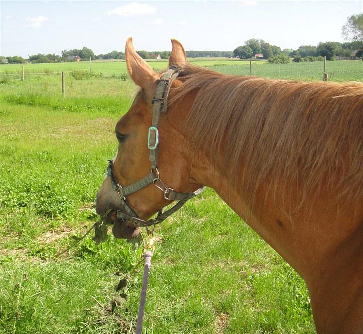Anden særlig race Harlekin billede 11