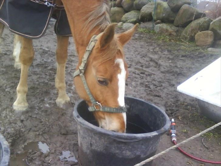 Anden særlig race Harlekin billede 12