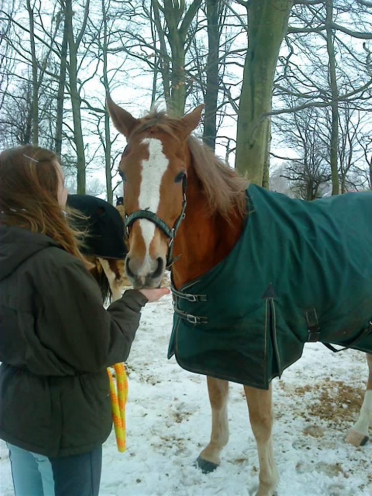 Anden særlig race Harlekin billede 14