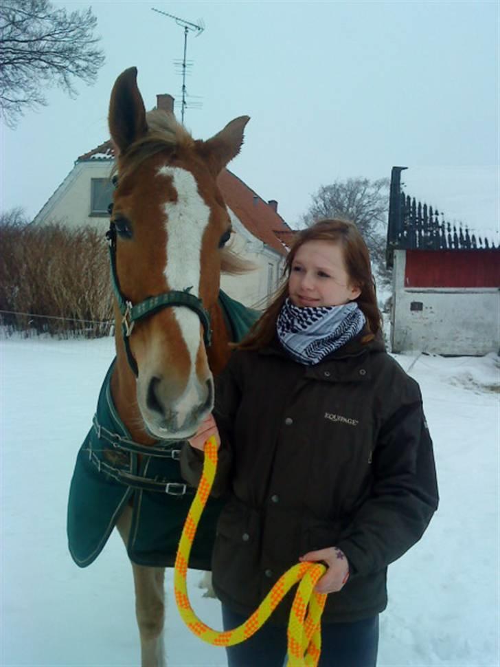 Anden særlig race Harlekin billede 16