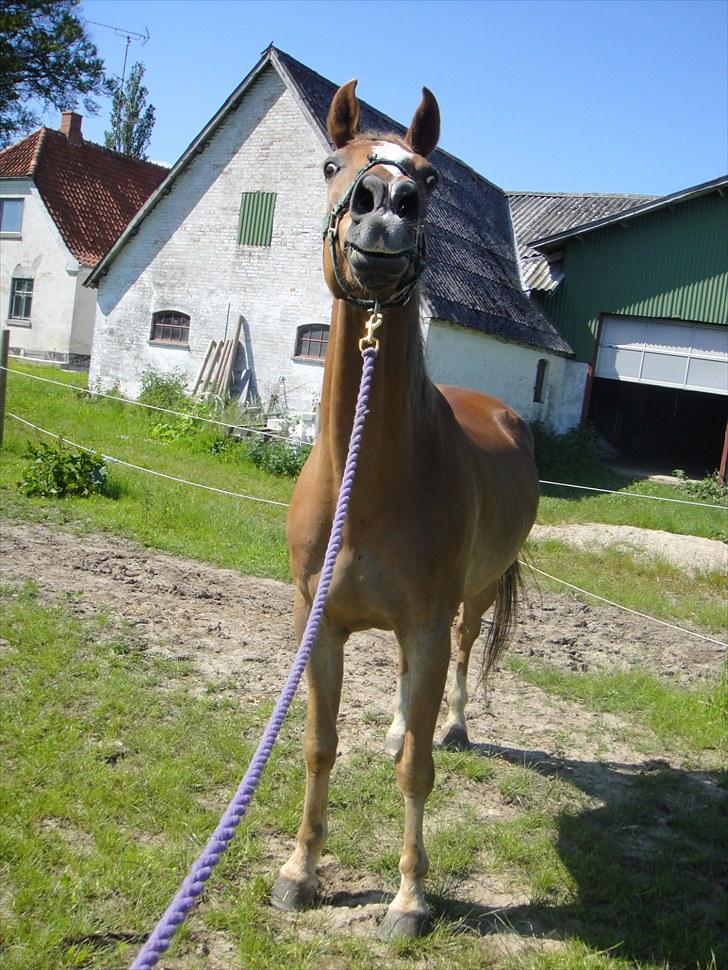 Anden særlig race Harlekin billede 17