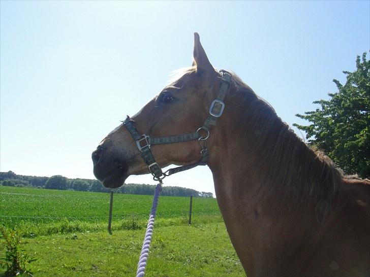 Anden særlig race Harlekin billede 18
