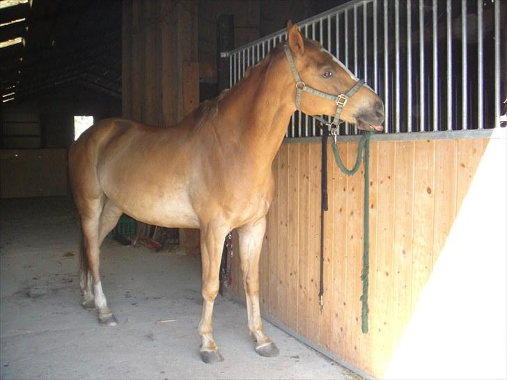 Anden særlig race Harlekin billede 19