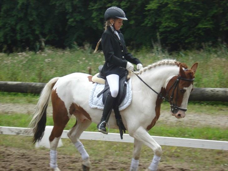 Hollandsk Sportspony Zwier billede 13