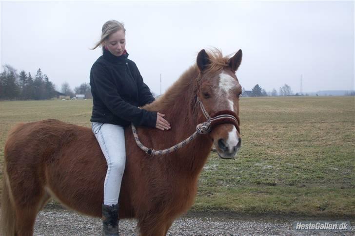 Anden særlig race Steffengårdens Nanny - //15 En stille og rolig tur ned gennem byen :-) billede 15