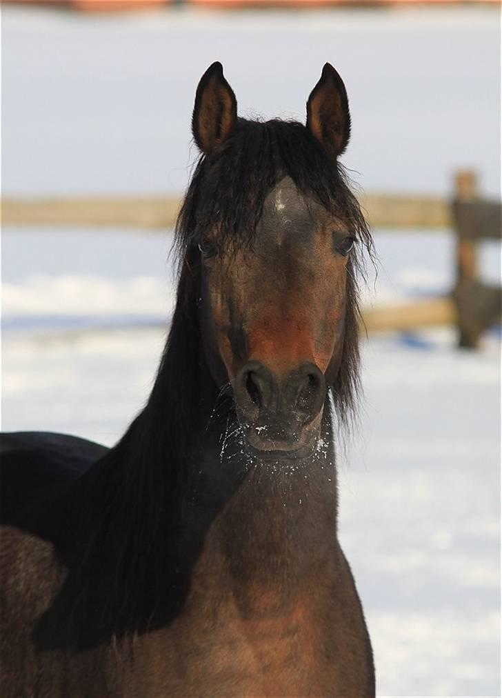 Arabisk fuldblod (OX) Victoria Lynn - SOLGT -  billede 14