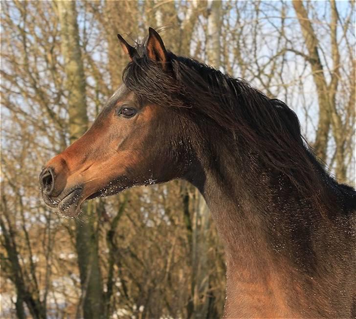 Arabisk fuldblod (OX) Victoria Lynn - SOLGT -  billede 15