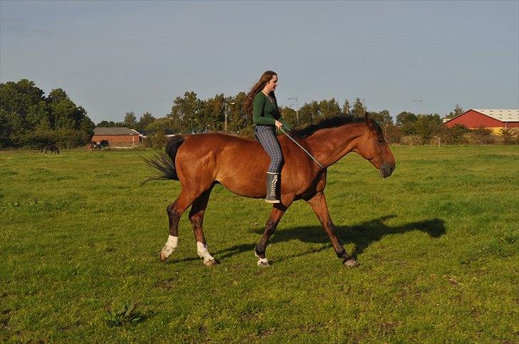 Dansk Varmblod Lucky Two - Lucky & Mig frie og i skridt :D billede 4