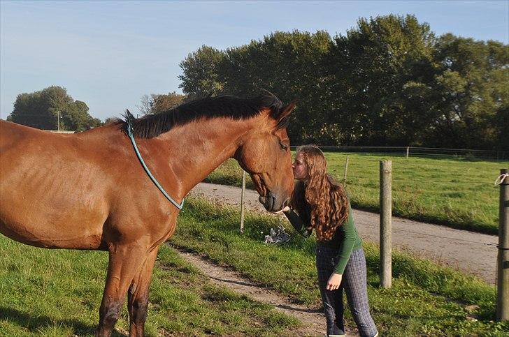 Dansk Varmblod Lucky Two - Lucky får et lille kys (; <3 billede 5