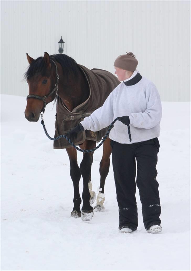 Dansk Varmblod Roosgårdens Casido  billede 6