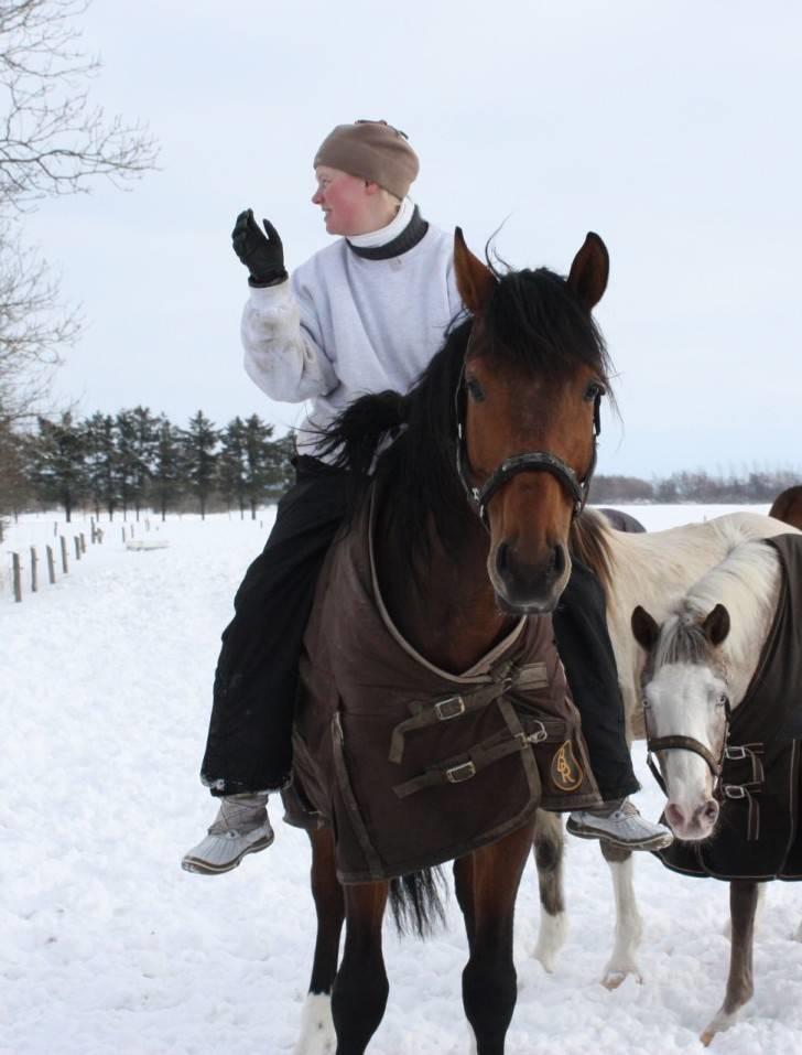 Dansk Varmblod Roosgårdens Casido  - Fotograf: Jessica, "Stald Haven" billede 11